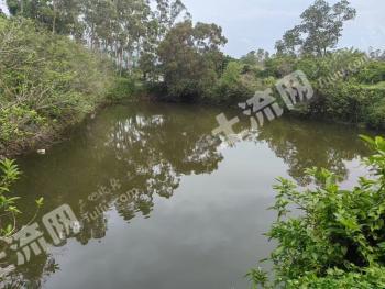 东莞清溪镇 12.27亩 果园 经营权出租