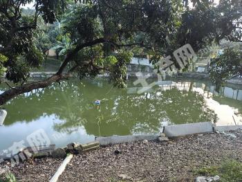 东莞清溪镇 6.8亩 果园 经营权出租