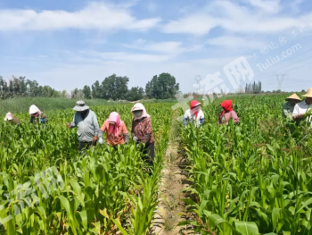 酒泉肃州区 13.9亩 水浇地 经营权出租