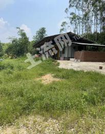 清远清城区 50亩 其它林地 经营权出租