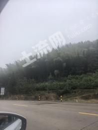 清远连山壮族瑶族自治县 23亩 竹林地 经营权出租