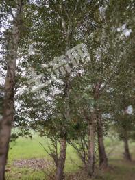 通辽科尔沁左翼中旗 103亩 其它林地 经营权转让