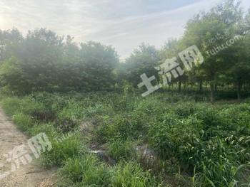 聊城茌平县 236.95亩 其它林地 经营权出租