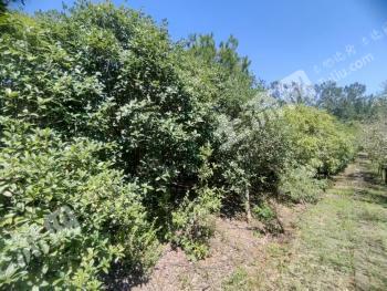 合肥巢湖市 1200亩 红树林地 经营权转包