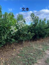 大连甘井子区 72.8亩 果园 经营权出租