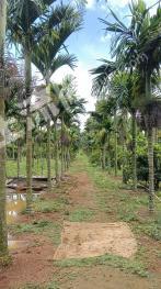 海口琼山区 11.24亩 果园 经营权出租