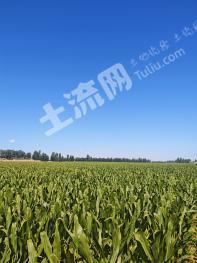 张掖甘州区 156.43亩 旱地 经营权出租