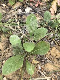 阿克苏乌什县 300亩 灌木林地 经营权转让