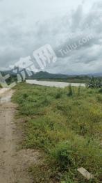 乐东黎族自治县抱由镇 47亩 果园 经营权转包