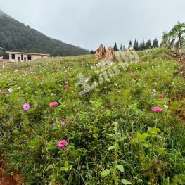 昆明寻甸回族彝族自治县 1000亩 灌木林地 经营权出租