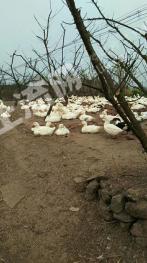 自贡大安区 52亩 果园 经营权转让