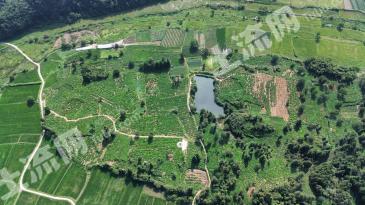 黄山休宁县 87.71亩 茶园 经营权出租