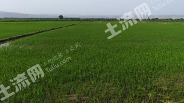 伊犁新源县 5482亩 水浇地 经营权出租