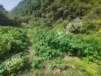 赣州会昌县 82亩 果园 经营权出租10年3万元