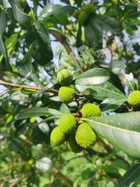 韶关翁源县 75亩 其它林地 经营权转包