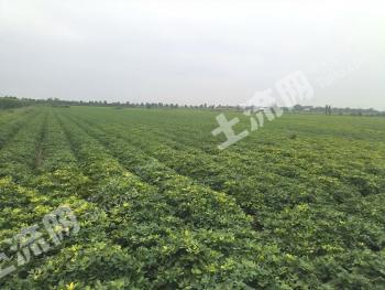 邢台南宫市 1100亩 水浇地 经营权出租