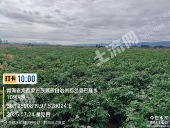 海西都兰县 2000亩 水浇地 经营权出租