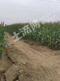 滨州沾化区 1046亩 水浇地 经营权出租