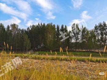 青岛即墨区 2.55亩 水浇地 经营权出租