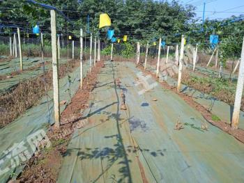 海口美兰区 19.8亩 其它园地 经营权出租