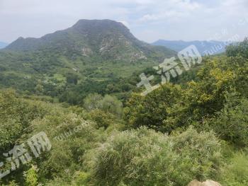 淄博沂源县 1000亩 其它园地 经营权转让