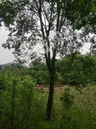 宜宾南溪区 50亩 果园 经营权转让