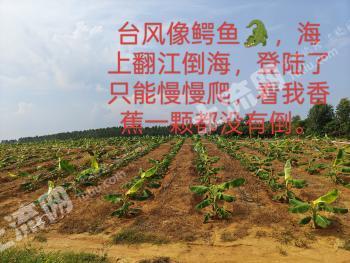 湛江遂溪县 40亩 果园 经营权转包