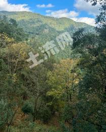 郴州桂阳县 1300亩 乔木林地 经营权出租