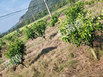 桂林全州县 40.22亩 果园 经营权转让