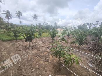 海南陵水黎族自治县 2.2亩 其它林地 经营权合作