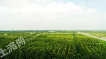 聊城茌平县 1753.24亩 其它林地 经营权出租