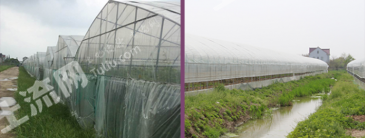 上海崇明县 240亩 果园 经营权出租