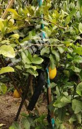 广州花都区 0.33亩 水浇地 经营权出租