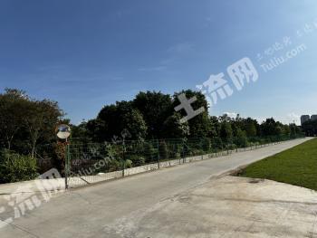 广州南沙区 80.61亩 果园 经营权出租