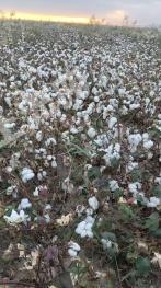 昌吉昌吉市 12684亩 水浇地 经营权出租