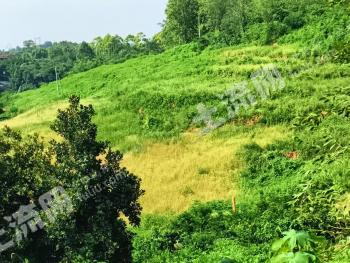 成都新津县40亩灌木林地经营权出租