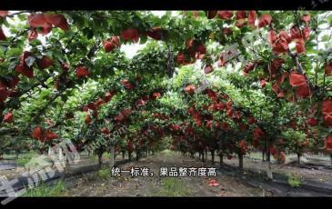 聊城阳谷县 120亩 果园 经营权转让