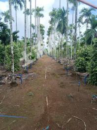 海南定安县 10亩 其它林地 经营权转让