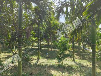 海南陵水黎族自治县 20亩 果园 经营权出租