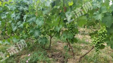 德州德城区 10亩 水浇地 经营权出租