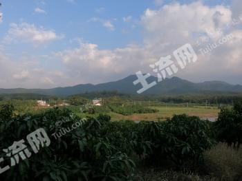 海南东方市 31.6亩 果园 经营权转让
