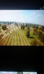 兴安盟科尔沁右翼中旗 10000亩 旱地 经营权转包