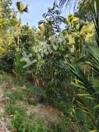 万宁市60亩其它林地经营权转让