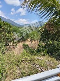 万宁市43亩其它林地经营权转让