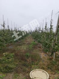 咸阳淳化县 256亩 果园 经营权转包