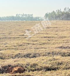 儋州排浦镇 638亩 水浇地 经营权出租