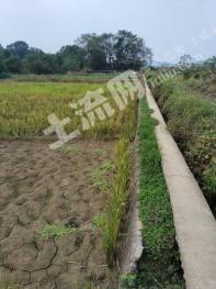 永州东安县240.76亩水田经营权出租