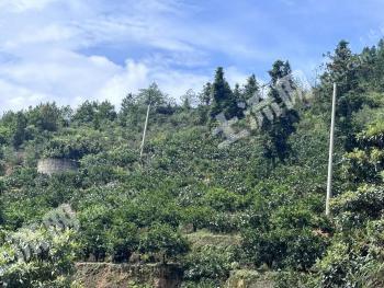 郴州资兴市 10.63亩 果园 经营权出租