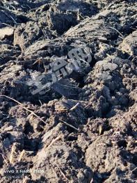 通辽扎鲁特旗 2600亩 水浇地 经营权出租