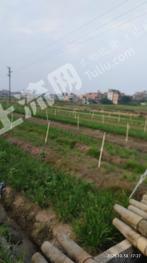 江门鹤山市 20.6亩 水田 经营权转包